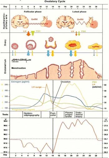 Ovulatory Cycle