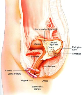 Pelvic Anatomy