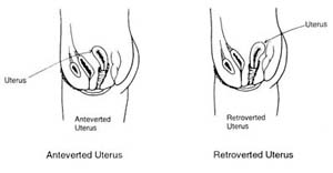 position of the uterus
