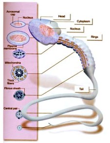 sperm