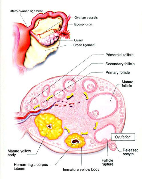 Stages Of Oocyte Maturation