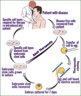 Therapeutic cloning