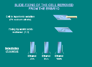 étude-de-biopsie-d'embryon