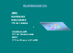 étude-de-biopsie-d'embryon