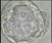 Blastocyst avec la Masse de Cellule Intérieure très claire
