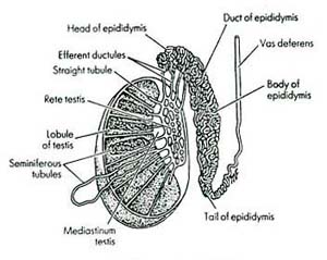 Coupe transversale du Testicule