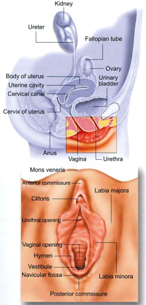 Des organes génitaux femelles externes