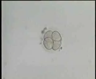 4-cell embryos enlarged