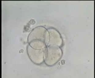 4-cell Embryo