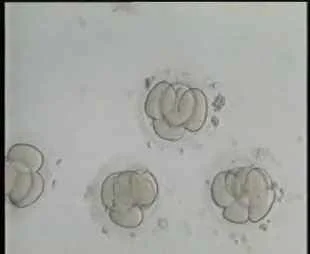 4-cell Embryo day 2
