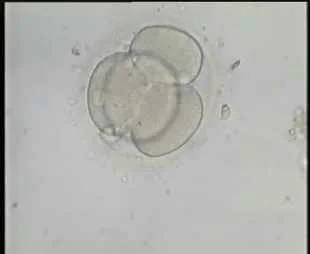 5-4 cells embryos