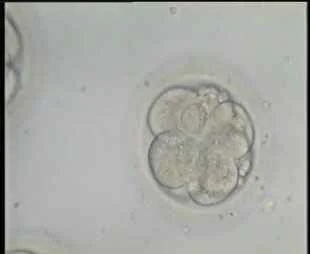 5 cells embryos