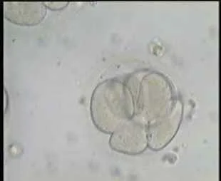 6-7 cells embryos
