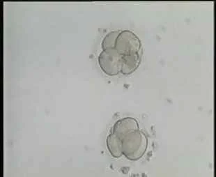2-cell embryos