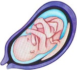 20 Semaines Fetus