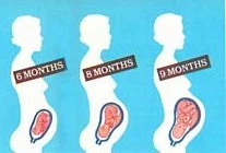 la-grossesse-le-mois-au-mois