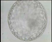 Blastocyst Développé Grossi avec la Masse de Cellule Intérieure claire