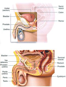 Male Genital System