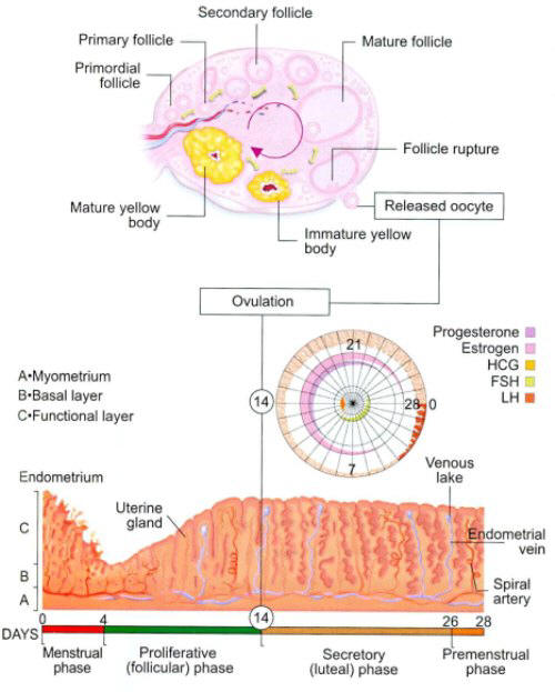 Ovulatory et Endometrial changent pendant le Cycle Menstruel