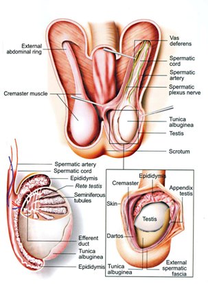 Testicule