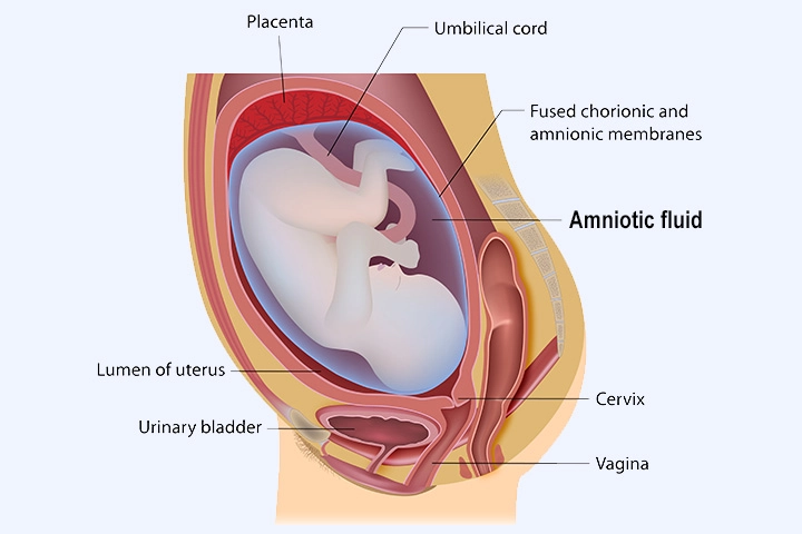 Grossesse et amniocentèse